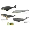Морские животные Q 9899-581 (144/2) 4 вида