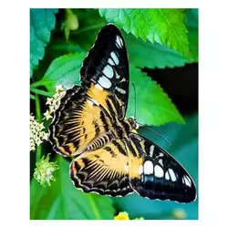 Алмазна мозаїка JS 24637 (50) "TK Group", "Метелики", 30х20 в коробці Алмазна мозаїка JS 24637 (50) "TK Group", "Метелики", 30х20 в коробці